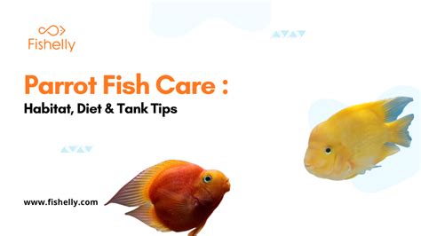 Parrot Fish Care: Habitat, Diet & Tank Tips .